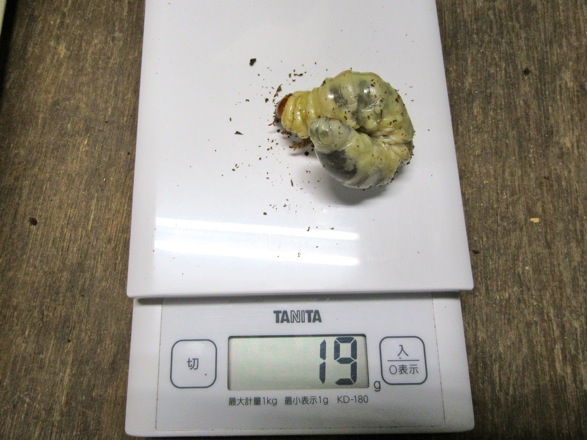 屋久島産ヒラタの20グラム前後の終齢幼虫