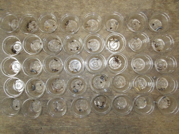 屋久島産ヒラタの産卵結果の画像