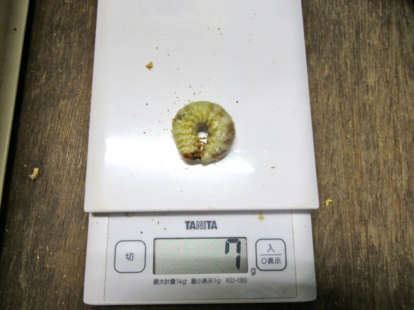 ヤクシマコクワの7グラムの終齢幼虫