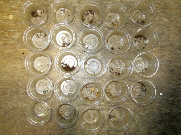 ヤクシマノコギリクワガタの産卵結果の画像