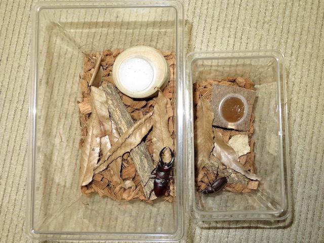 ヤクシマノコギリのオスとメスの別々の飼育例