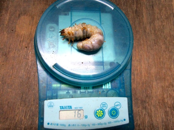 ヤクシマノコギリの16グラムの終齢幼虫
