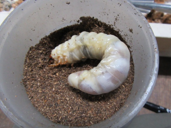 ヤクシマノコギリクワガタの終齢幼虫の画像