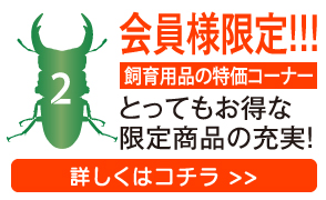 クワガタと飼育用品の販売 クワガタ工房 虫吉 公式通販サイト