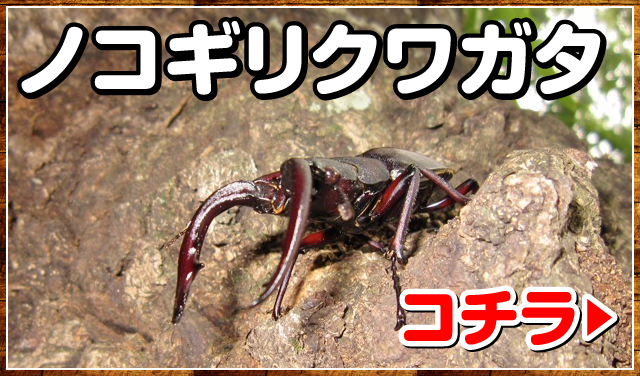 クワガタと飼育用品の販売/クワガタ工房 虫吉【公式通販】